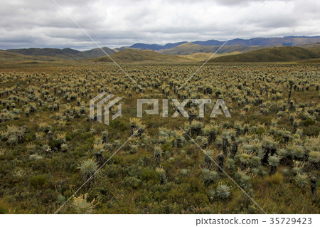 Beautiful colombian Paramo highland with 35729423