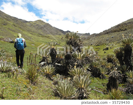 Hiker in colombian paramo highland of Cocuy Hiker in colombian paramo highland of Cocuy 35729430