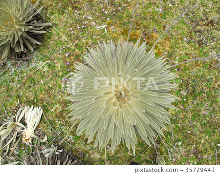 Beautiful Frailejones plants, Espeletia, in paramo Beautiful Frailejones plants, Espeletia, in paramo 35729441