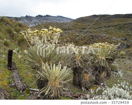 Beautiful Frailejones plants, Espeletia, in paramo 35729459