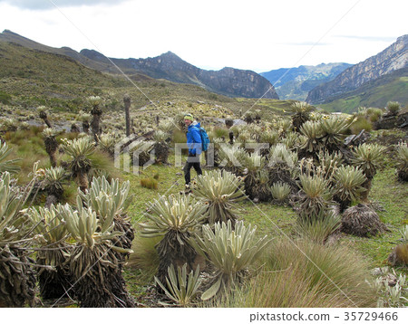 Hiker in colombian paramo highland of Cocuy Hiker in colombian paramo highland of Cocuy 35729466