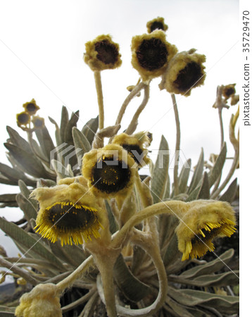 Beautiful Frailejones plants, Espeletia, in paramo 35729470