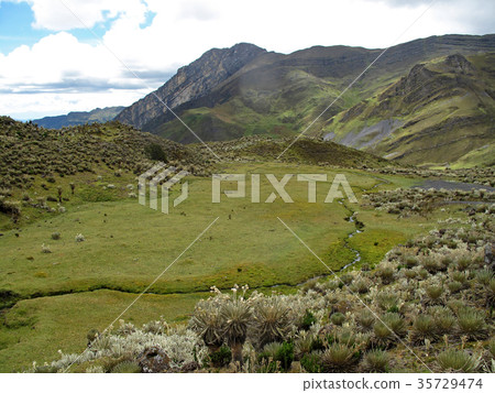 Beautiful Frailejones plants, Espeletia, in paramo Beautiful Frailejones plants, Espeletia, in paramo 35729474