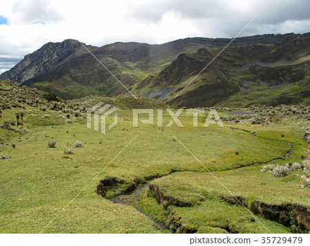 Beautiful Frailejones plants, Espeletia, in paramo Beautiful Frailejones plants, Espeletia, in paramo 35729479