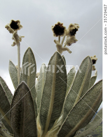 Beautiful Frailejones plants, Espeletia, in paramo Beautiful Frailejones plants, Espeletia, in paramo 35729487