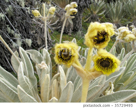 Beautiful Frailejones plants, Espeletia, in paramo Beautiful Frailejones plants, Espeletia, in paramo 35729493