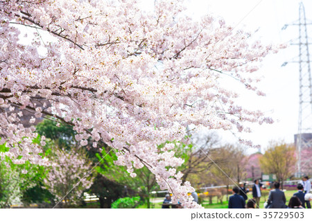 櫻花的季節櫻花在Shimei Yosino公園觀賞櫻花 35729503