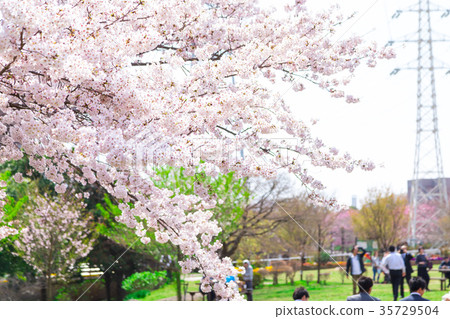 Season of cherry blossoms Cherry blossoms Cherry blossom viewing at Shimei Yosino park 35729504
