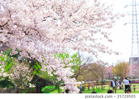 Season of cherry blossoms Cherry blossoms Cherry blossom viewing at Shimei Yosino park 35729505