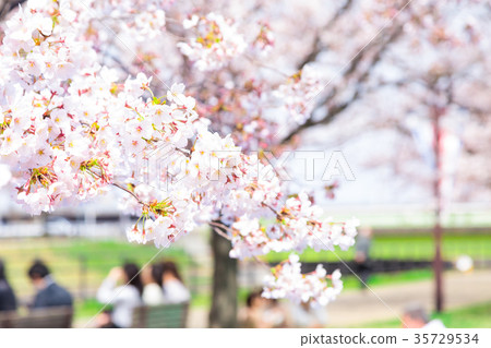 櫻花的季節櫻花在Shimei Yosino公園觀賞櫻花 櫻花的季節櫻花在Shimei Yosino公園觀賞櫻花 35729534