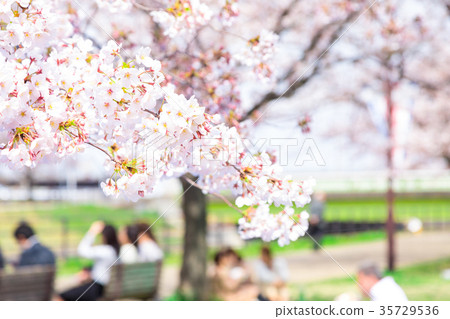 Season of cherry blossoms Cherry blossoms Cherry blossom viewing at Shimei Yosino park 35729536