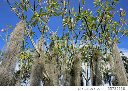 Beautiful trees with hanging lichens, flowers and 35729638