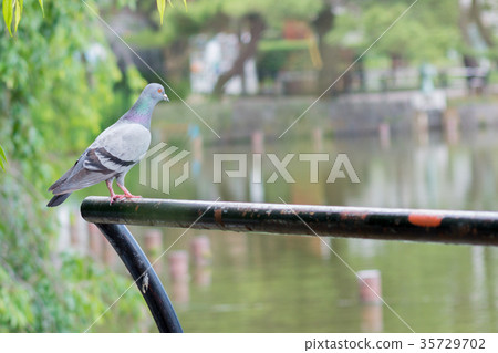 鴿子天鴿座 35729702