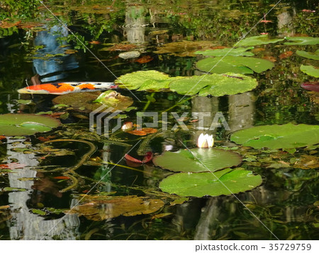 Nameless pond Hasutoko and Sudaike 35729759