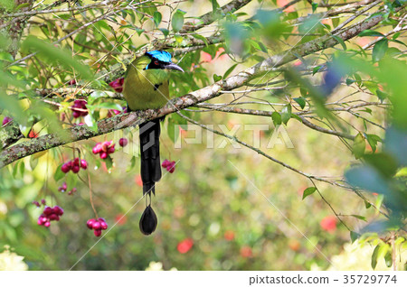 Blue-crowned Motmot, Momotus Momota, with Blue-crowned Motmot, Momotus Momota, with 35729774