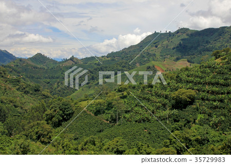 Landscape of coffee and banana plants in the 35729983