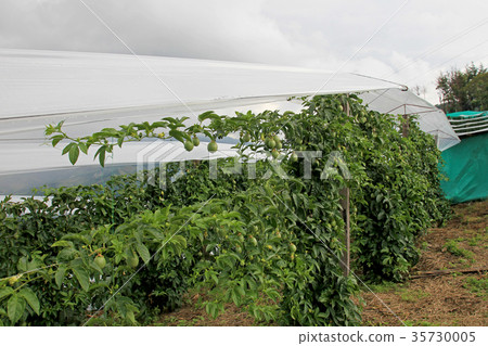 Passion fruit, Maracuja, Passiflora edulis, on the 35730005