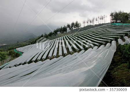 Passion fruit, Maracuja, Passiflora edulis, on the 35730009