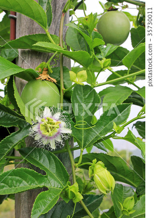 Passion fruit, Maracuja, Passiflora edulis, on the 35730011