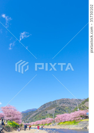 Kawazu cherry blossoms cherry blossoms early in bloom Izu Shizuoka Sakura cherry blossoms image material copy space background material characters Kawazu cherry blossoms cherry blossoms early in bloom Izu Shizuoka Sakura cherry blossoms image material copy space background material characters 35730102