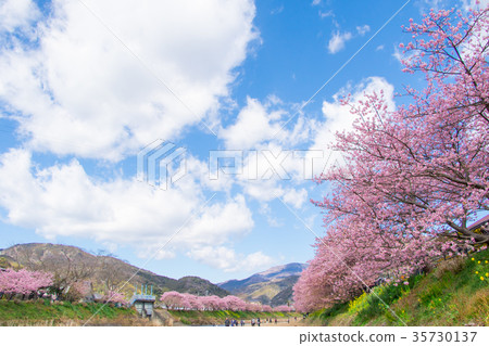 河津櫻花盛開的櫻花伊豆靜岡櫻花櫻花圖像素材複製空間背景素材人物 35730137