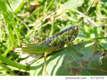  Koban Inago 35730707