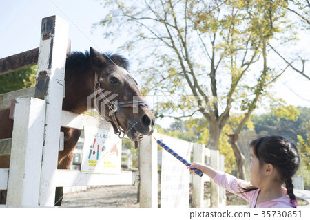 A girl who feeds a horse 35730851