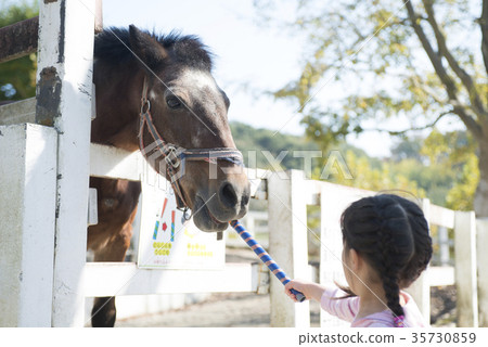 A girl who feeds a horse 35730859