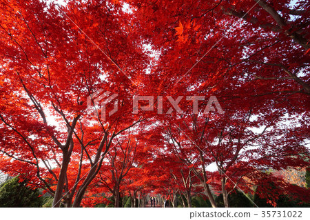 Autumn leaves tunnel (Red Cave) of Hiraoka Art Center in Sapporo 35731022