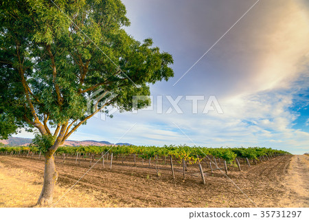 Grape vines with tree 35731297
