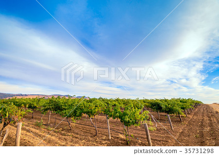Grape vines with hay field 35731298