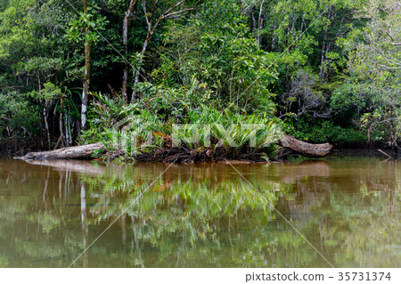 Masoala National Park landscape, Madagascar 35731374