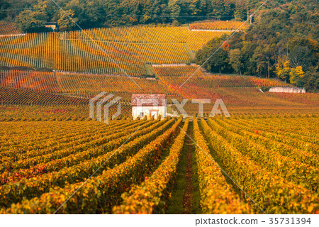 Vineyards in the autumn season, Burgundy, France 35731394