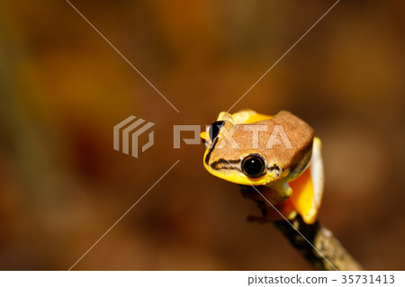 beautiful yellow tree frog, madagascar beautiful yellow tree frog, madagascar 35731413