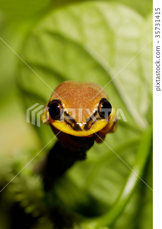 beautiful yellow tree frog, madagascar 35731415