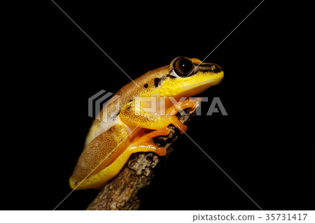 beautiful yellow tree frog, madagascar beautiful yellow tree frog, madagascar 35731417