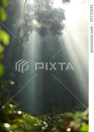陽光透過樹林 35731641