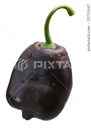 Brown Rocoto chile C. pubescens, paths 35731647
