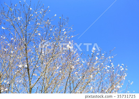 秋天公園Juugatuzakura盛開 秋天公園Juugatuzakura盛開 35731725