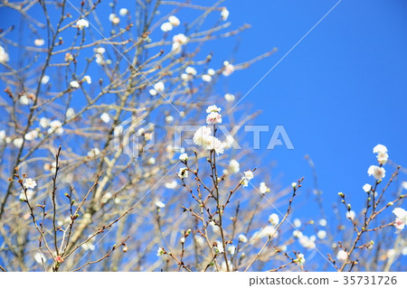 秋天公園Juugatuzakura盛開 秋天公園Juugatuzakura盛開 35731726