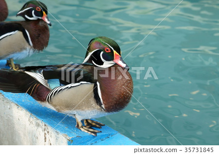 Biei, Lin Yu, Bi Yui 35731845