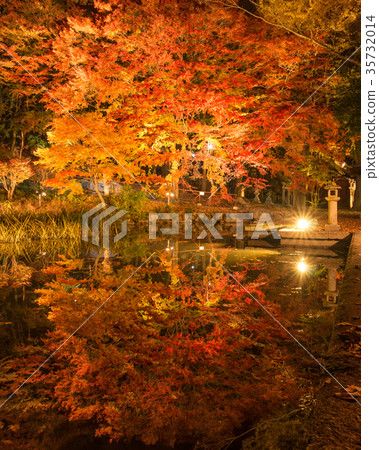 Hatogami Hachimangu寺廟秋葉 Hatogami Hachimangu寺廟秋葉 35732014