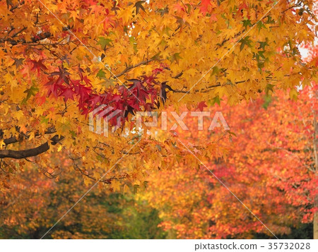 Bright autumn leaves Bright autumn leaves 35732028
