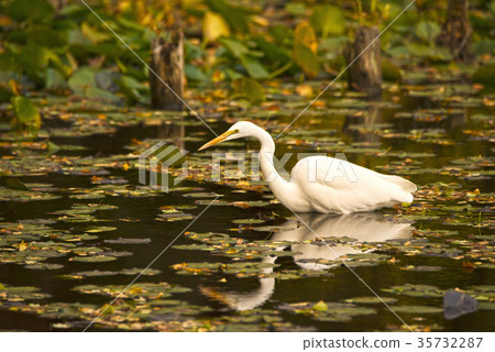 Chubby rabbit in the autumn pond 35732287