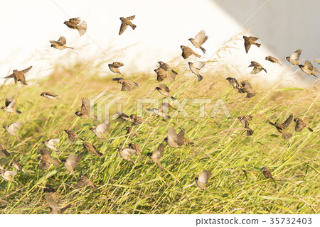 A group of sparrows 35732403