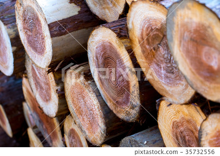 Architectural timbers loaded: timber of unknown type timber lumber log 35732556