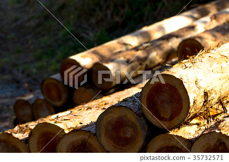 裝載的建築木材:未知類型的木材木材原木 裝載的建築木材:未知類型的木材木材原木 35732571