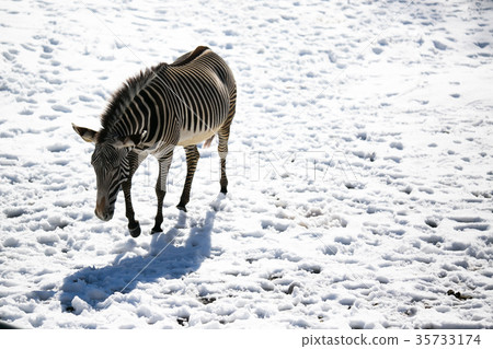 Zebra walking in a snowy field 35733174