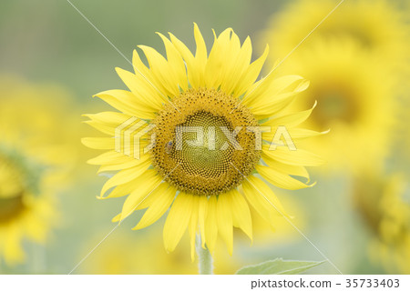 Nature view of flower on blurred background Nature view of flower on blurred background 35733403
