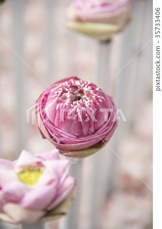 The lotus flowers are laid in rows. The lotus flowers are laid in rows. 35733406